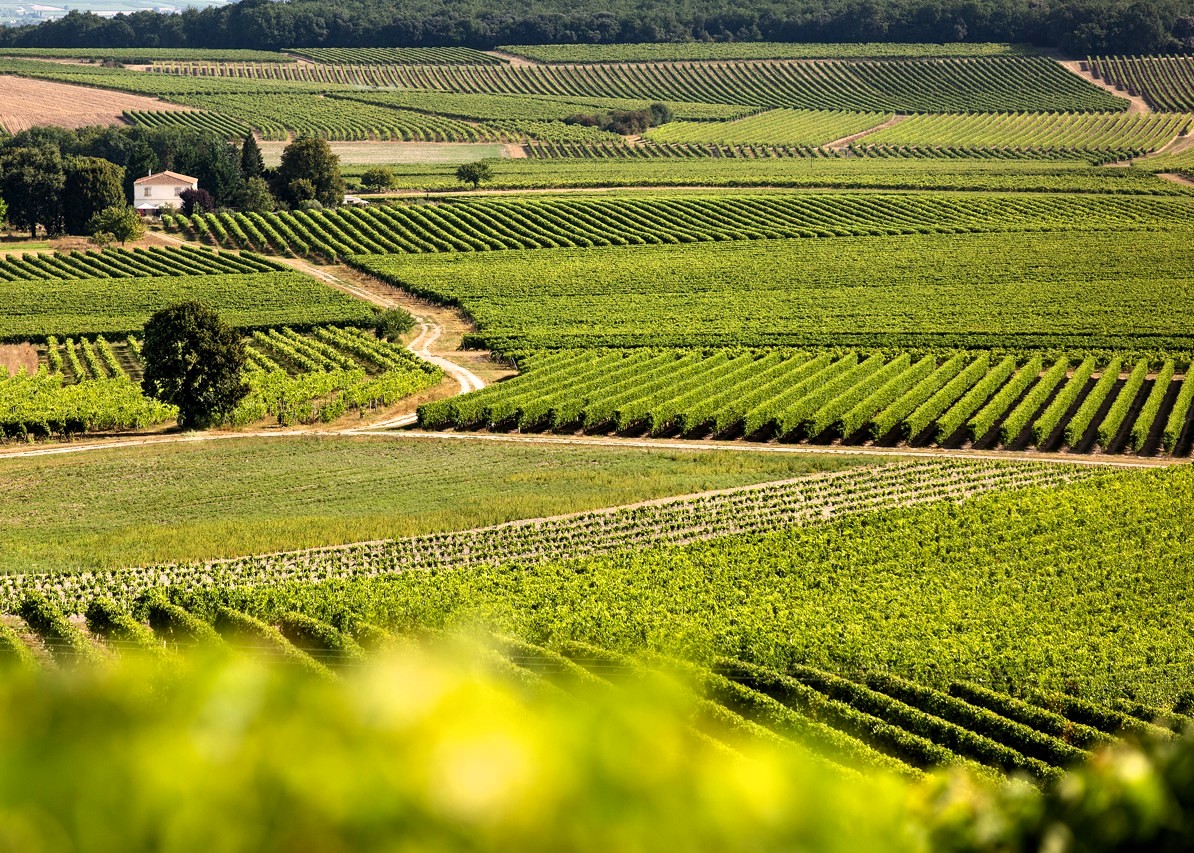 Vignoble de Cognac au coucher du soleil